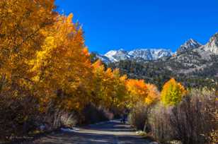 Aspens along road to North Lake-9406.jpg Aspens along road to North Lake-9406.jpg
